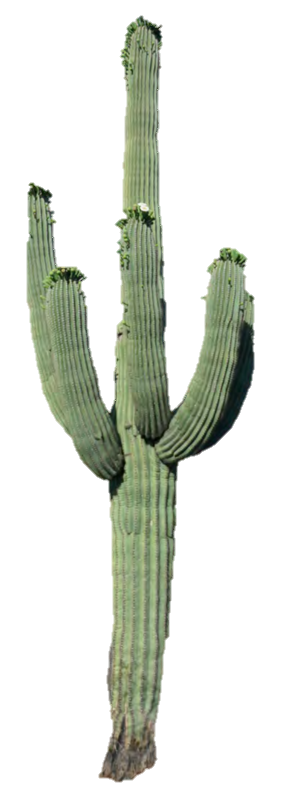 A close-up of a cactus

Description automatically generated with medium confidence